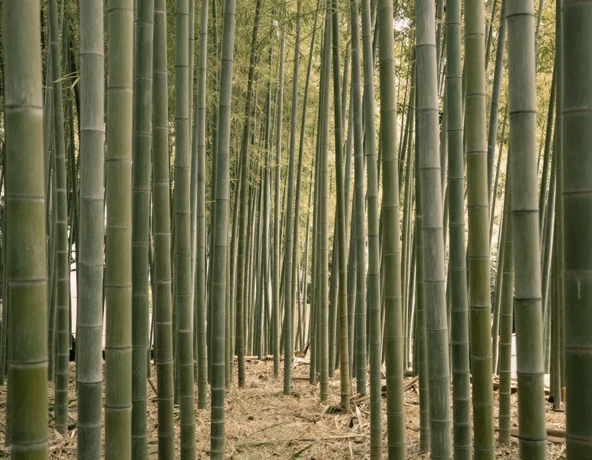 Ancient bamboo grove tall slender stalks muted green