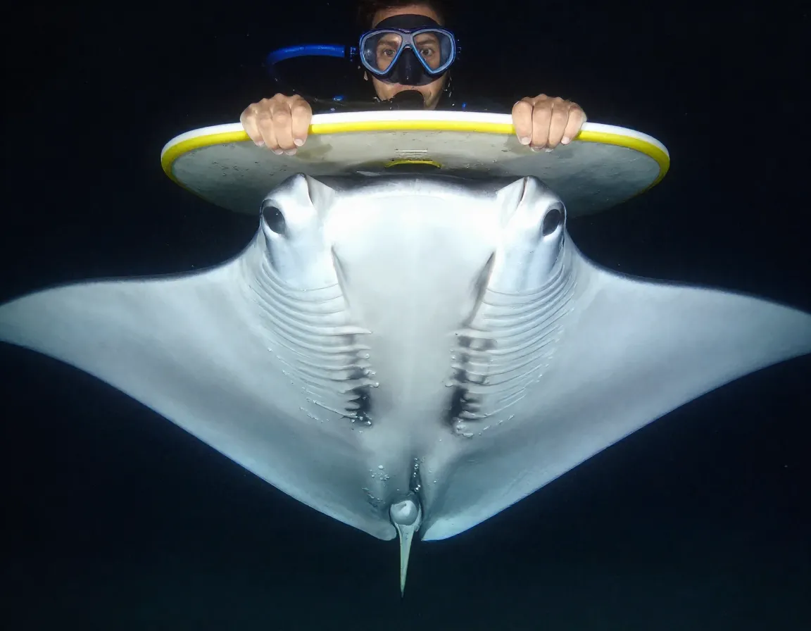 Guided night snorkel tour with flotation boards and manta encounter