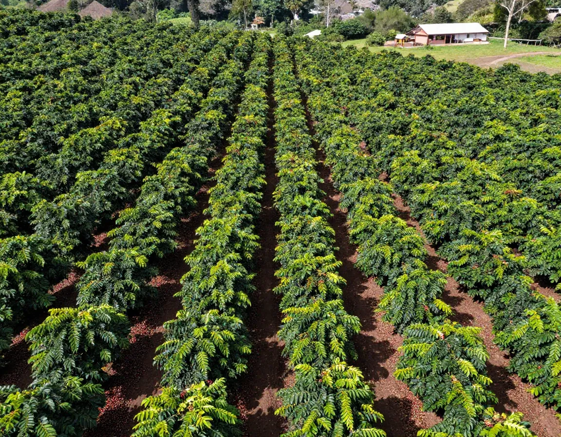 Oldest certified organic kona coffee farm free tour coffee trees
