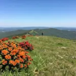 9 Best Hiking Trails in Smoky Mountains for Epic Views and Solitude