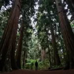 8 Peaceful Nature Quotes to Inspire Your Next Outdoor Escape