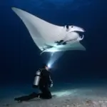 9 Best Spots to See the Majestic Kona Hawaii Manta Ray (From Shore & Sea)