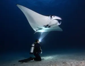 Read more about the article 9 Best Spots to See the Majestic Kona Hawaii Manta Ray (From Shore & Sea)