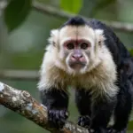 9 Incredible Costa Rica Animals You Must See on Your Hiking Trip